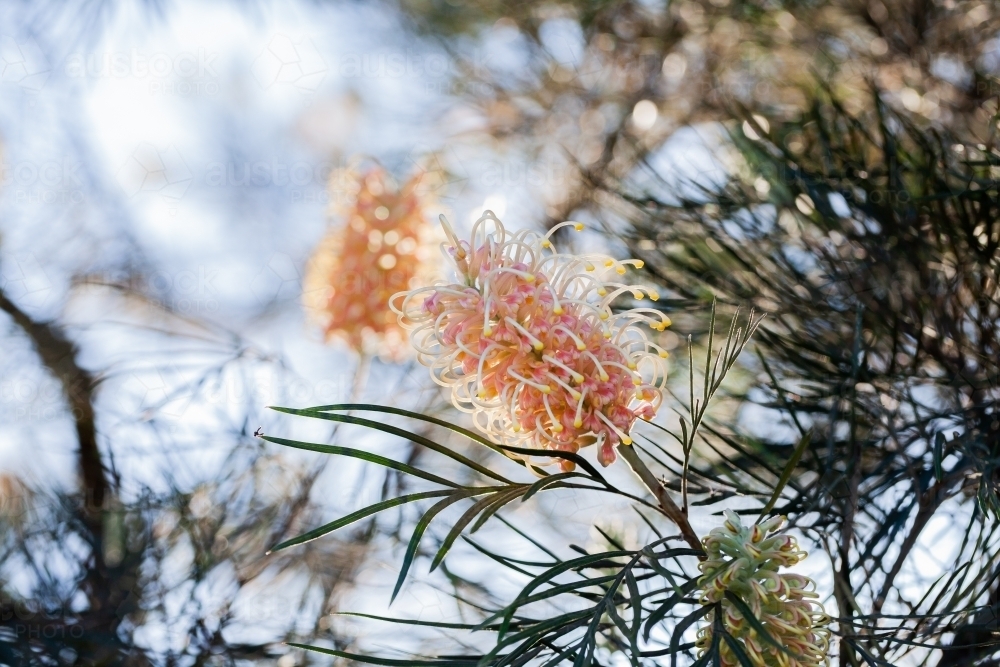 Spider flower on native grevillea plant - Australian Stock Image