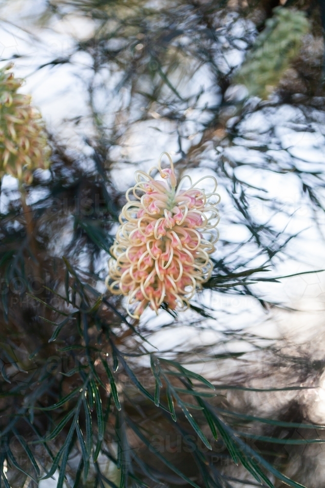 Spider flower on native grevillea plant - Australian Stock Image