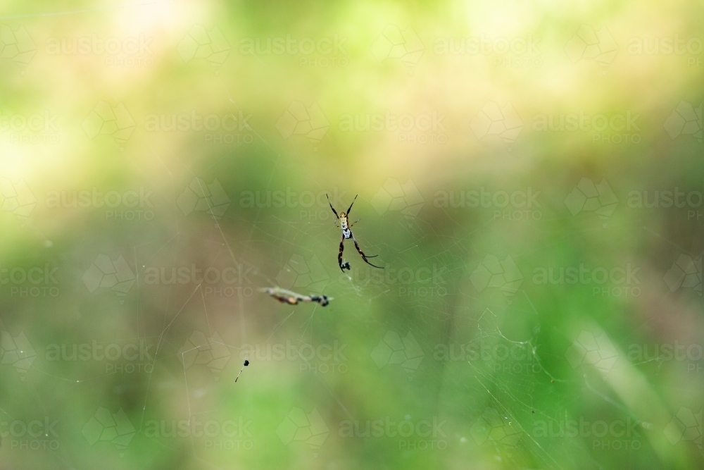 Spider hanging on invisible web - Australian Stock Image