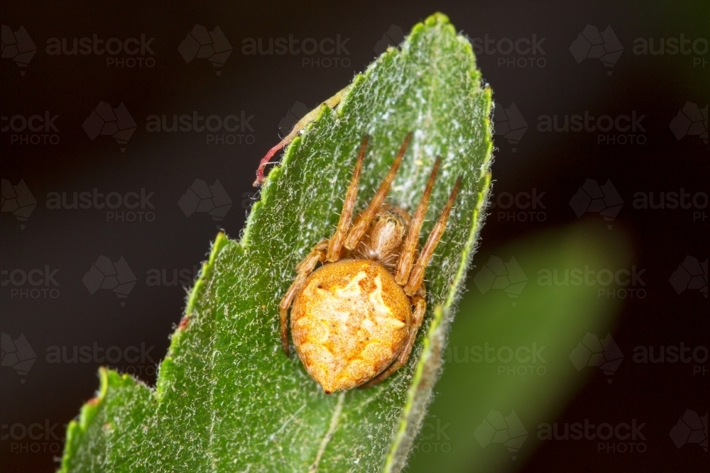 Spider hiding on leaf top view - Australian Stock Image