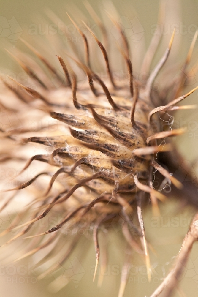 Spikes on a dried thistle seed head - Australian Stock Image