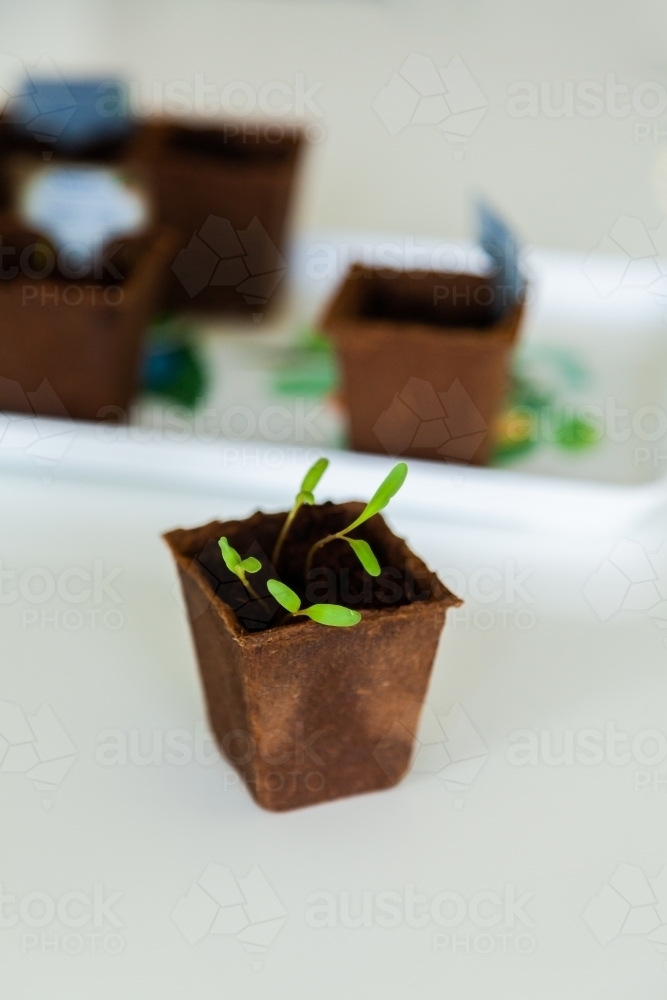 Spinach seedling plants growing in little pot inside - Australian Stock Image