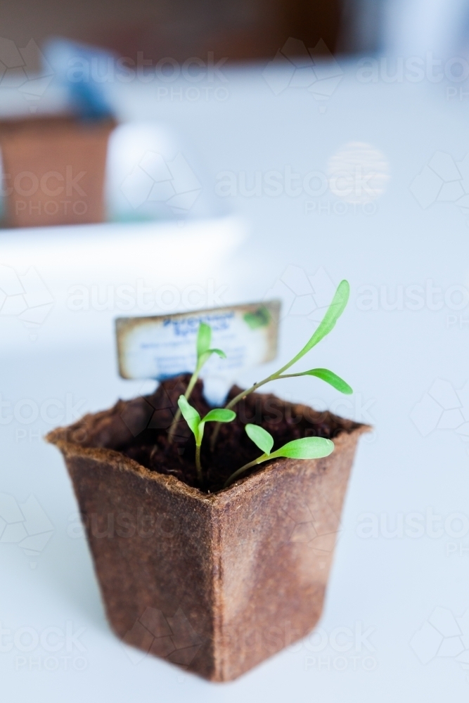 Spinach seedling plants growing in little pot inside - Australian Stock Image