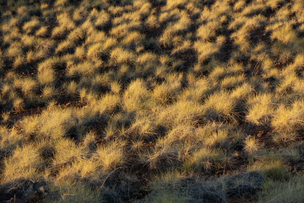 Spinifex - Australian Stock Image