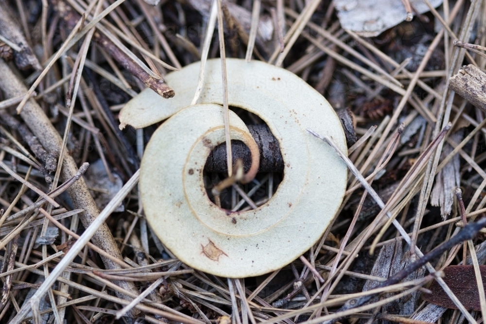 Spiral gum leaf on pine needles - Australian Stock Image