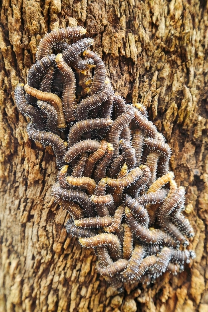 Spitfires, or sawfly larvae, on a gumtree. - Australian Stock Image