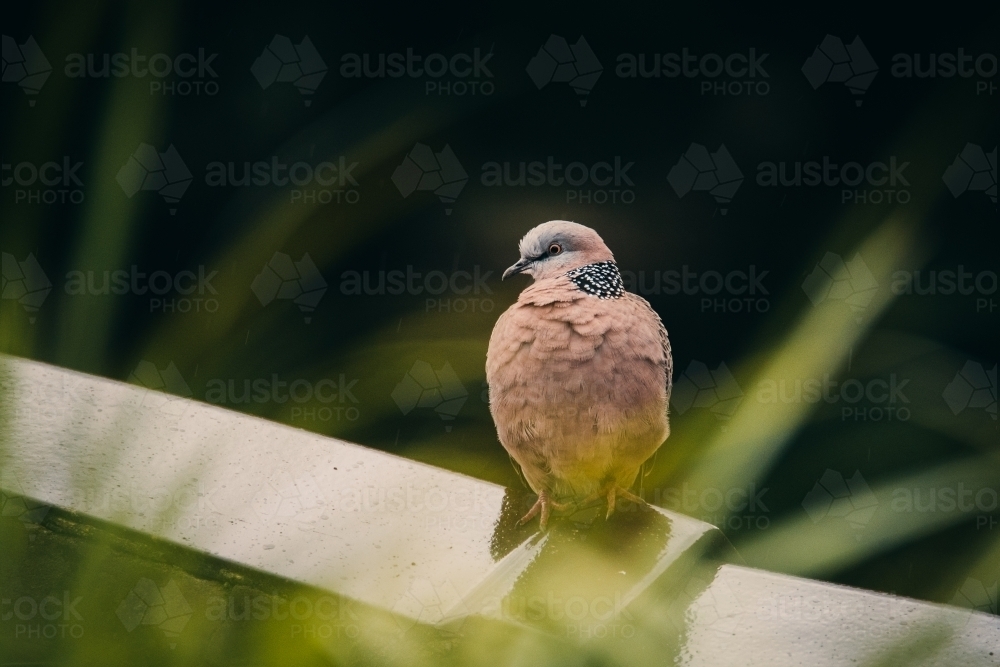 Spotted Dove - Australian Stock Image