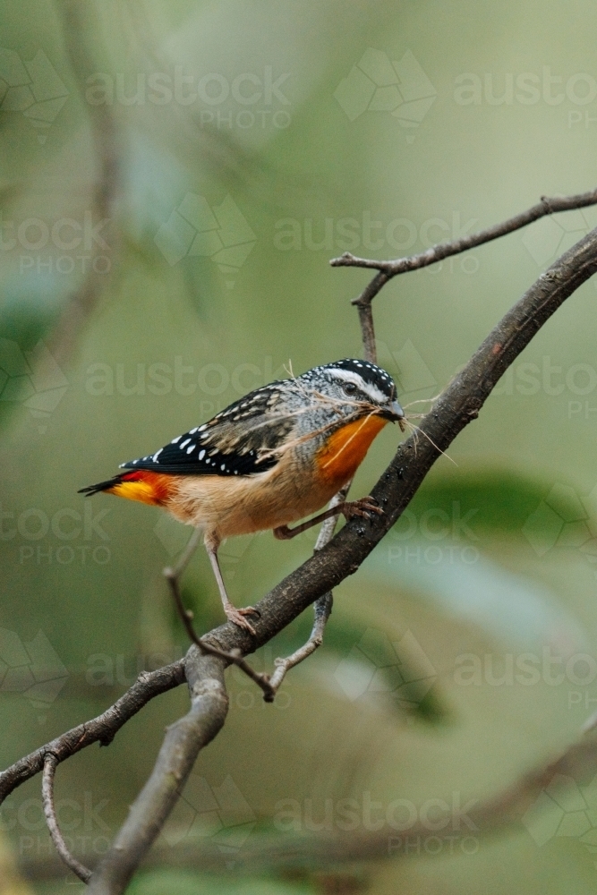 Spotted Pardalote bird - Australian Stock Image