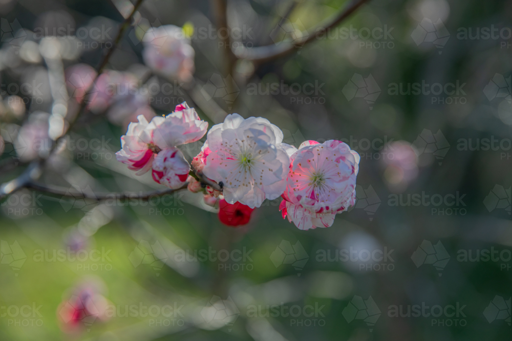 Spring blossoms - Australian Stock Image