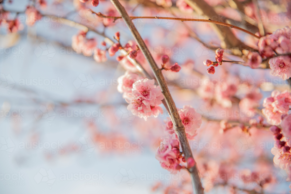 Spring blossoms on a branch against a pale blue sky - Australian Stock Image