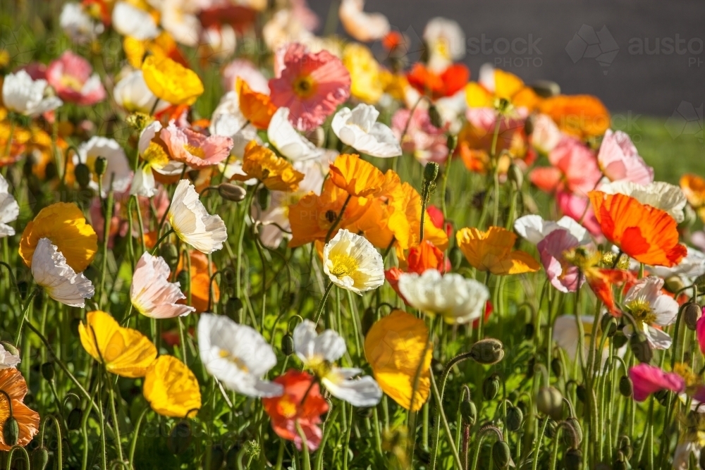 Spring flowers in a botanical garden - Australian Stock Image