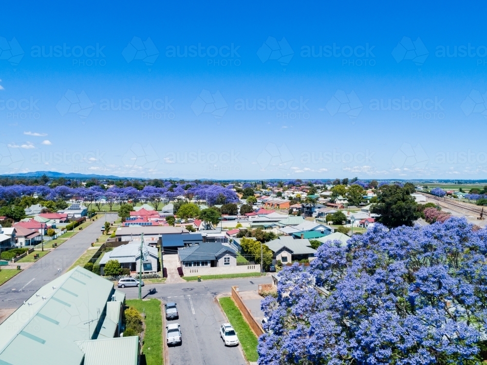 Spring in Singleton, aerial view of streets and brightly coloured flowering trees - Australian Stock Image