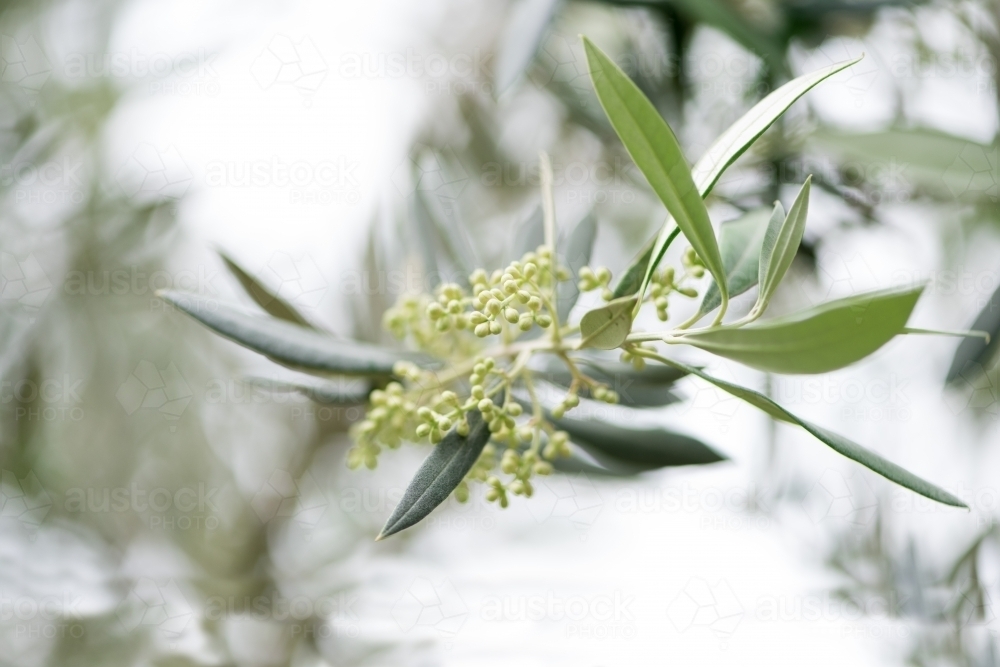 Spring leaves and buds of an olive branches - Australian Stock Image