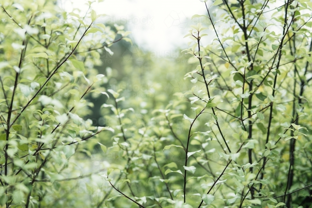 Spring or Summer concept: beauty of green leaves on blurred background. - Australian Stock Image