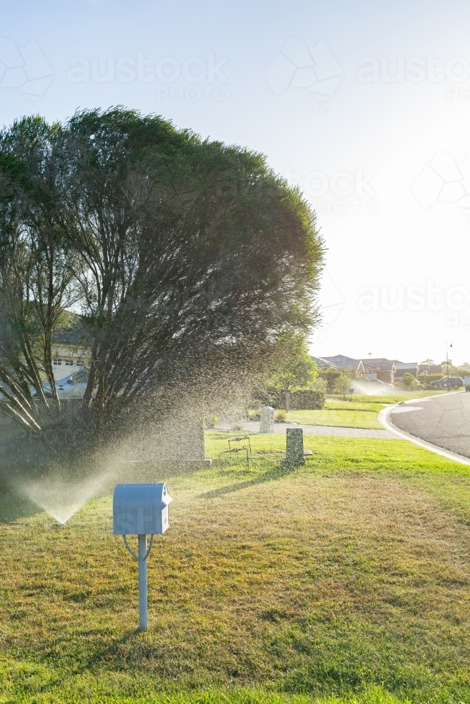 Sprinkler watering front yard of house on suburban street in summer - Australian Stock Image