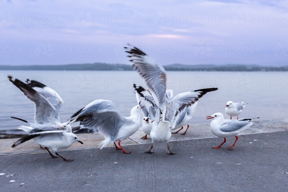 Squabbling seagulls at Warners Bay Foreshore Reserve in dusk light with motion blur - Australian Stock Image