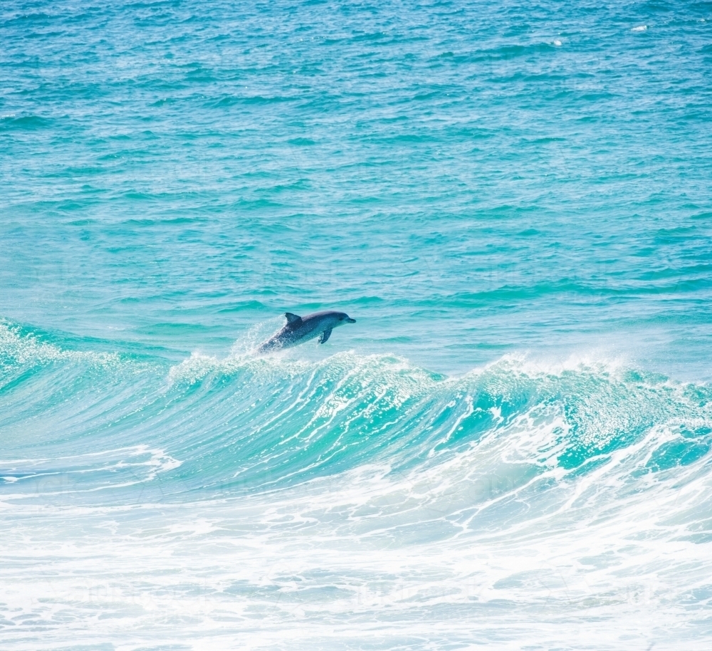 Square image of dolphin jumping over wave in the ocean - Australian Stock Image