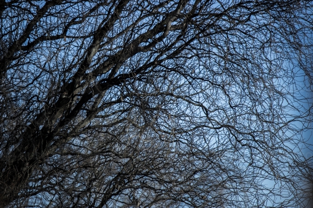 Squiggly wiggly branch pattern of a tree in winter - Australian Stock Image