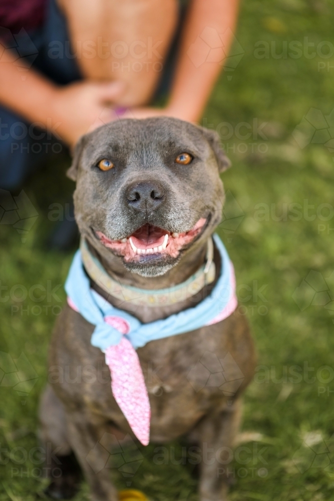 Staffy breed dog wearing bandana sitting in park with owner holding leash - Australian Stock Image