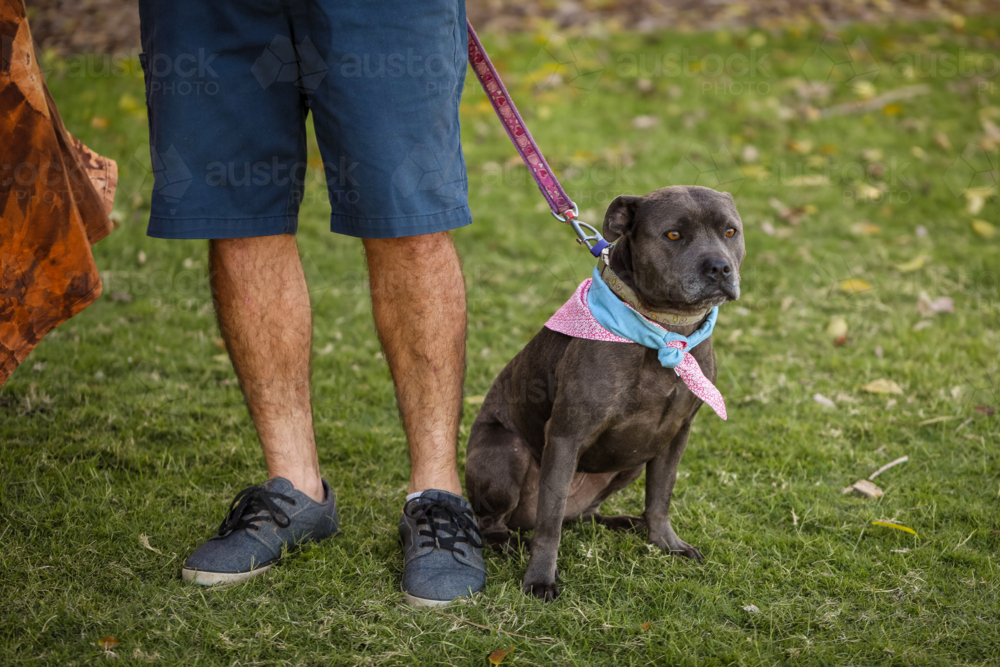 Staffy breed dog wearing bandana sitting in park with owner holding leash - Australian Stock Image