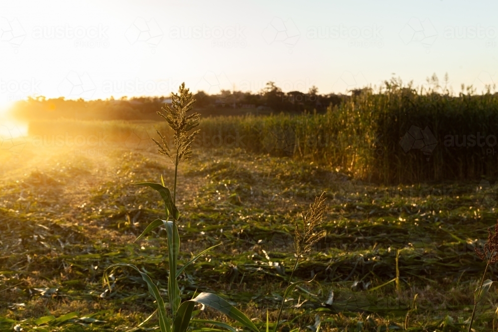 Stalk of forage sorghum in paddock in afternoon light at sunset - Australian Stock Image