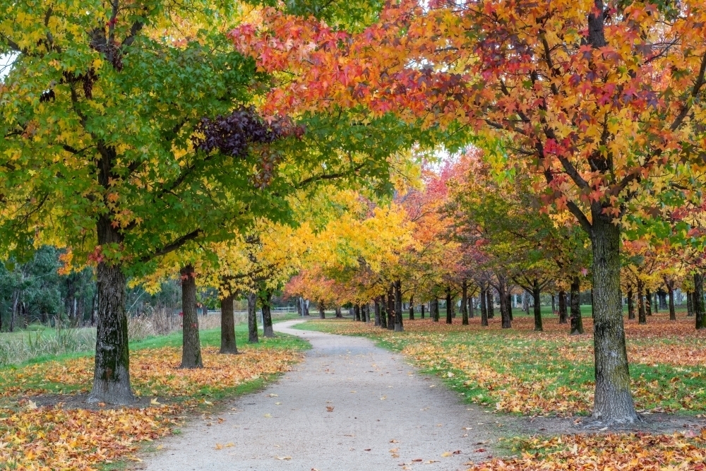 Standing on a pathway as the autumn trees are on either side in a row - Australian Stock Image