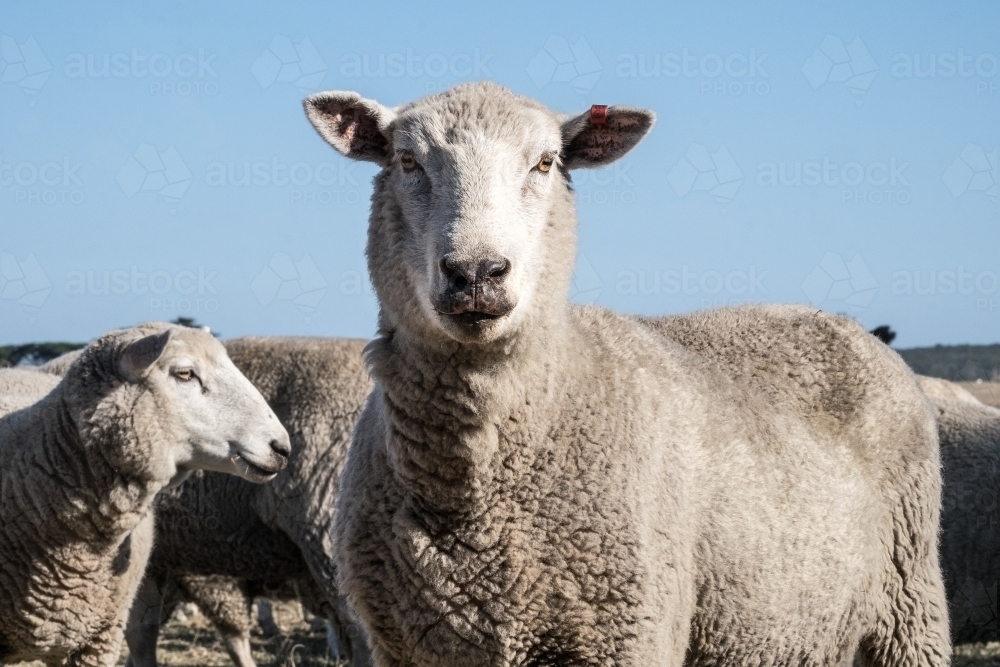 Standing sheep in amongst a flock - Australian Stock Image