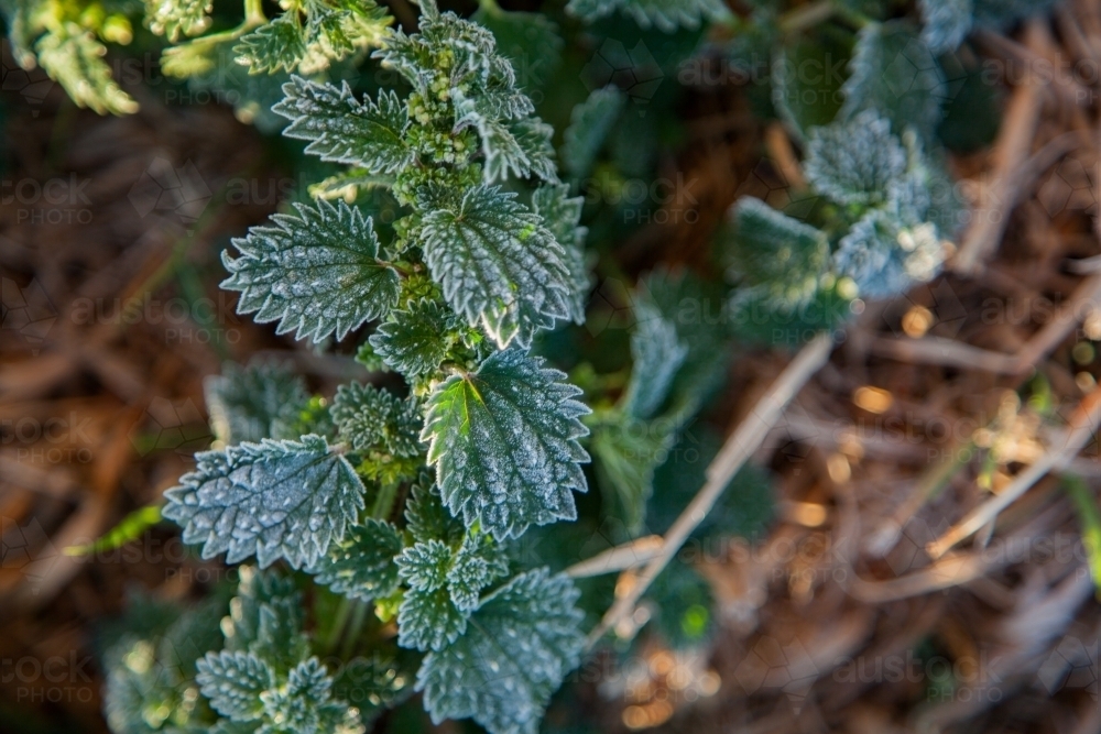 Stinging nettle covered in white frost in winter - Australian Stock Image