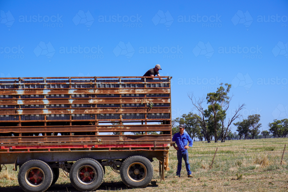 Stockman unloading cattle truck into a paddock - Australian Stock Image