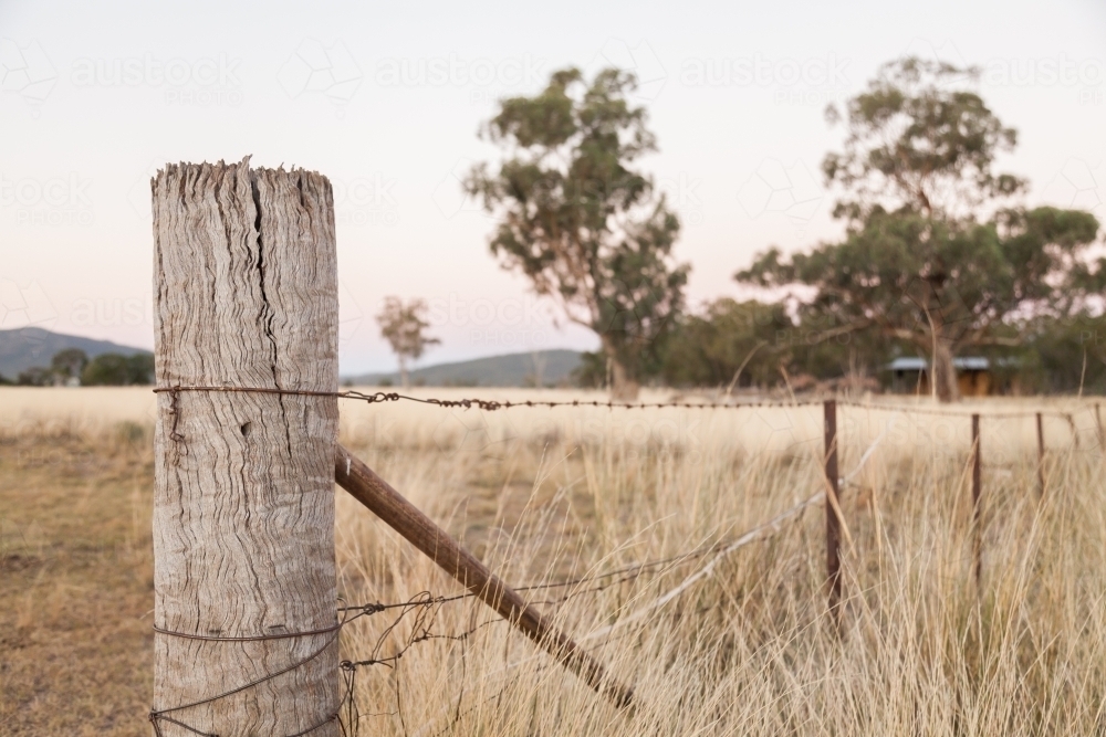 Strainer fence post in long grass on farm - Australian Stock Image