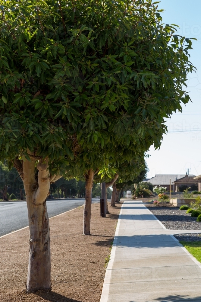 Street trees and footpath in small town - Australian Stock Image