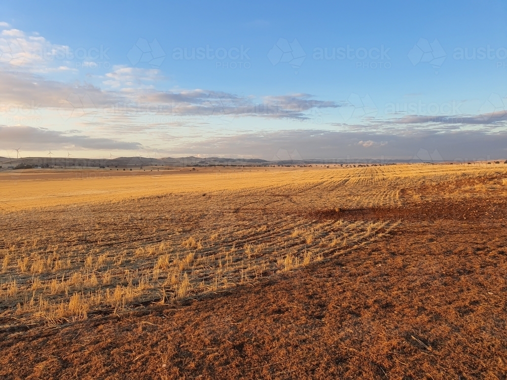 stubble paddock in late afternoon light - Australian Stock Image