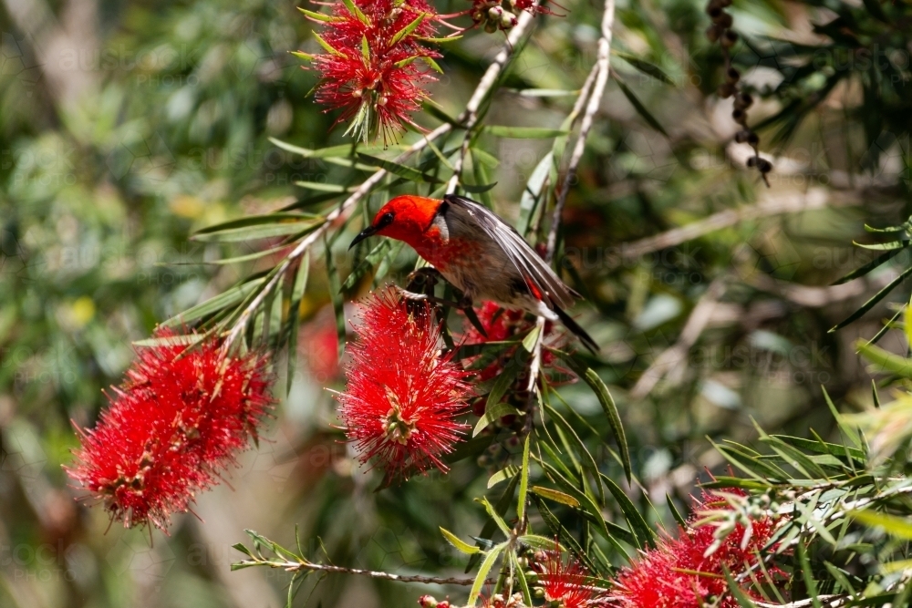 Stunning Scarlet Honeyeater on red flowering callistemon - Australian Stock Image