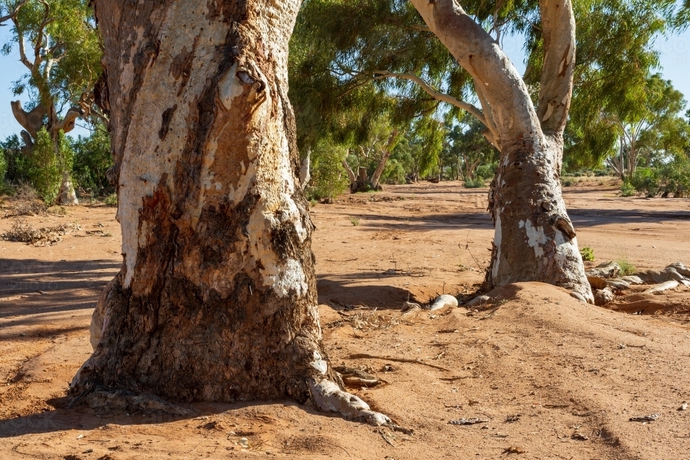 Sturdy river gum trunks coming out of a dry sandy river bed in the outback - Australian Stock Image