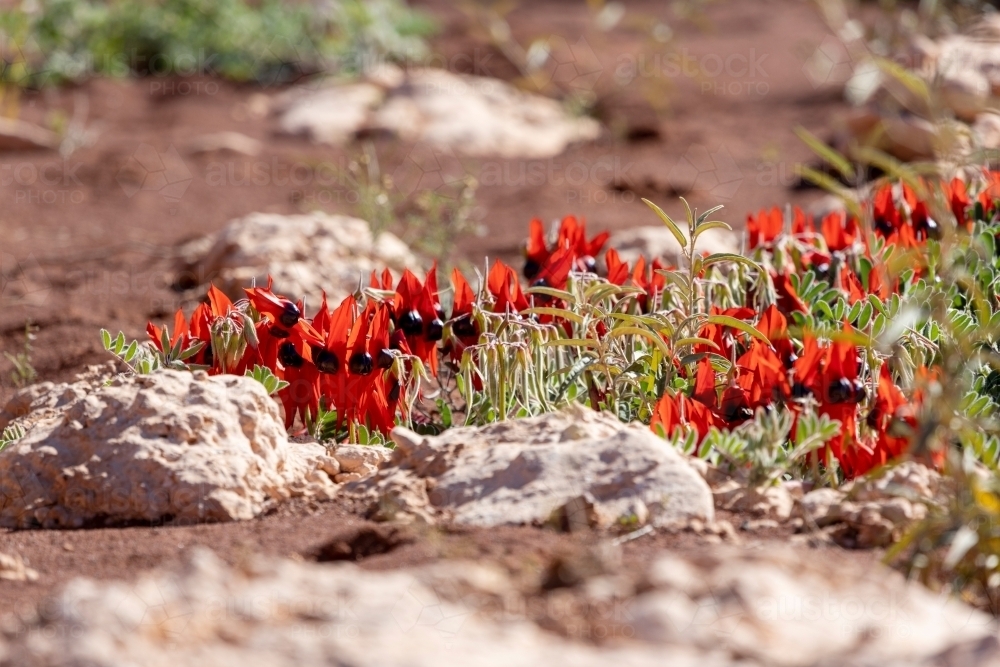 Sturt's desert pea flowering among rocks - Australian Stock Image