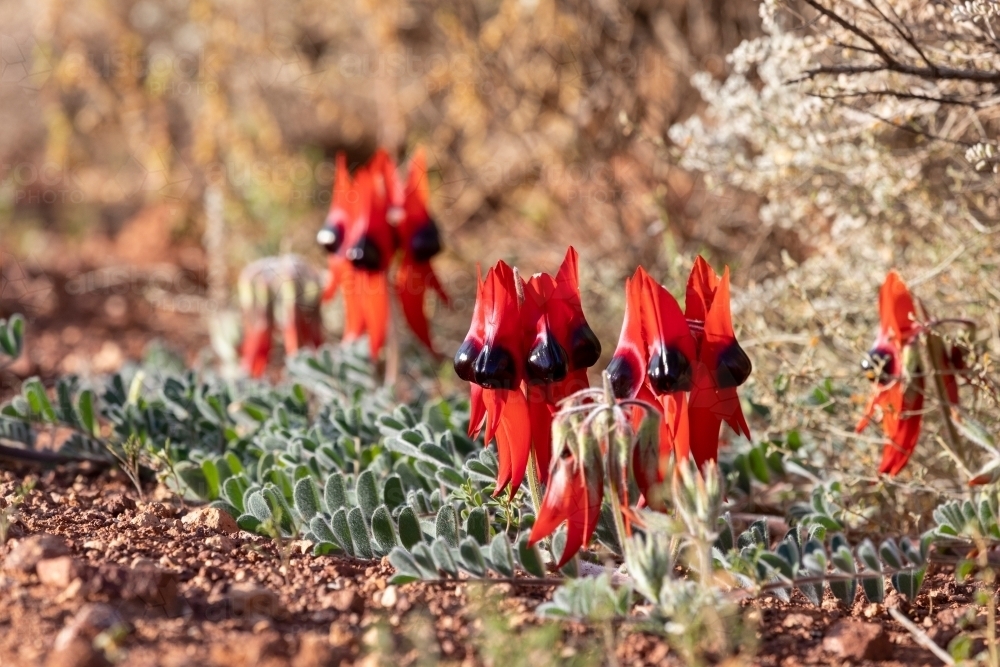 Sturt's desert pea flowering in the wild - Australian Stock Image