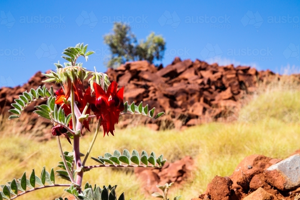 Sturt's Desert Pea with rocky hill in background - Australian Stock Image