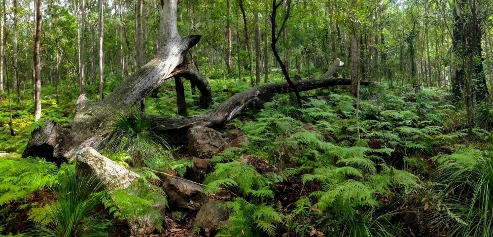 Sub-tropical hinterland forest on the Sunshine Coast of Queensland. - Australian Stock Image