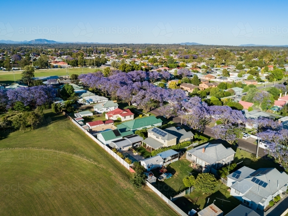 Suburbs with small homes beside park in town with street lined with jacaranda trees in bloom - Australian Stock Image