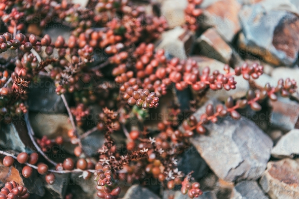 succulent plant closeup - Australian Stock Image