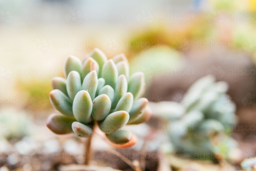 Succulent plant in natural sun light on blurred background - Australian Stock Image