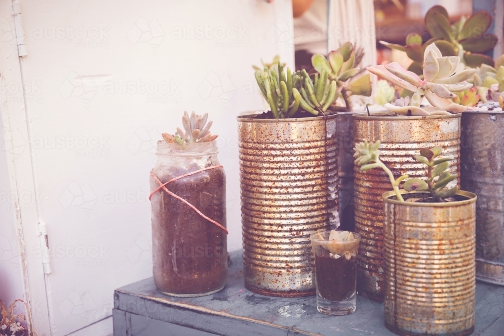 Succulents in rustic tins, Eco and reuse concept - Australian Stock Image