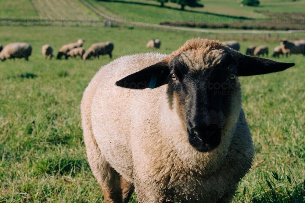 suffolk x hamshire sheep, young ram - Australian Stock Image