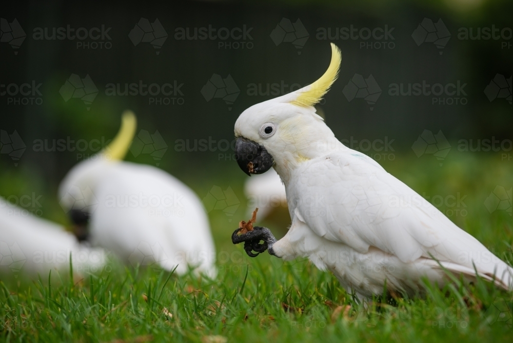 Sulfur-crested Cockatoos feeding on the grass - Australian Stock Image