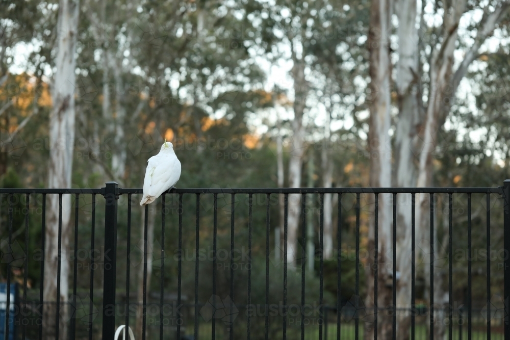 Sulphur Crested Cockatoo Australian native bird sitting on backyard pool fence - Australian Stock Image