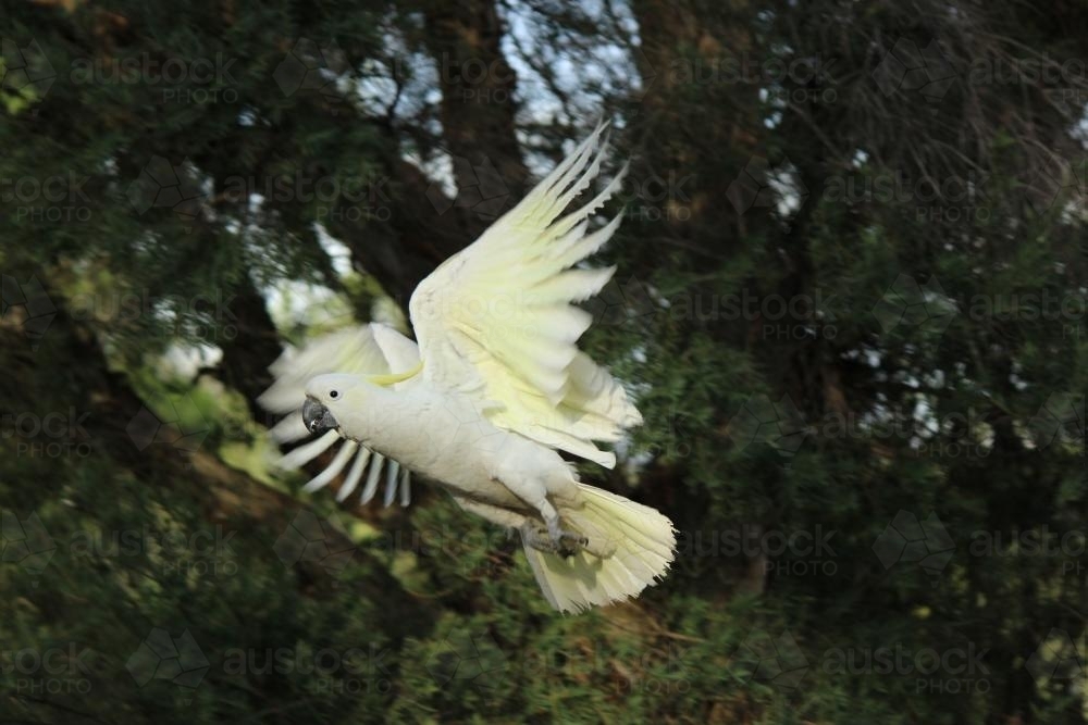 Sulphur Crested Cockatoo in flight against dark background - Australian Stock Image