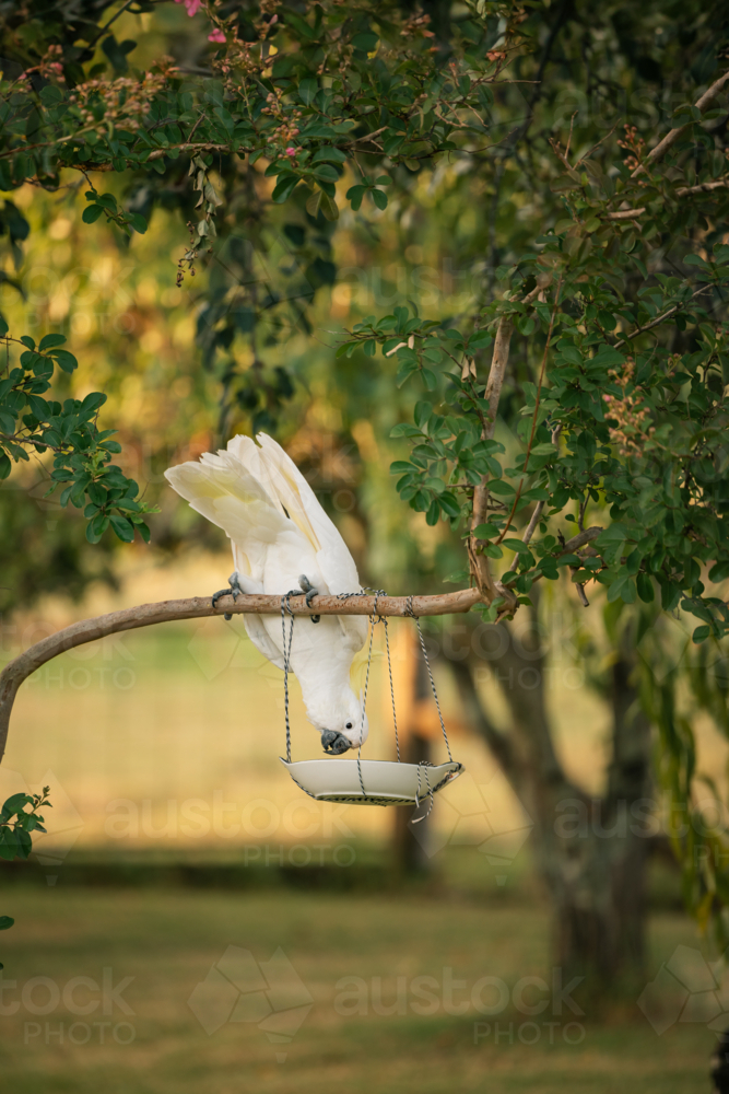 Sulphur-crested cockatoo perched on tree branch reaching down to eat from feeder below - Australian Stock Image