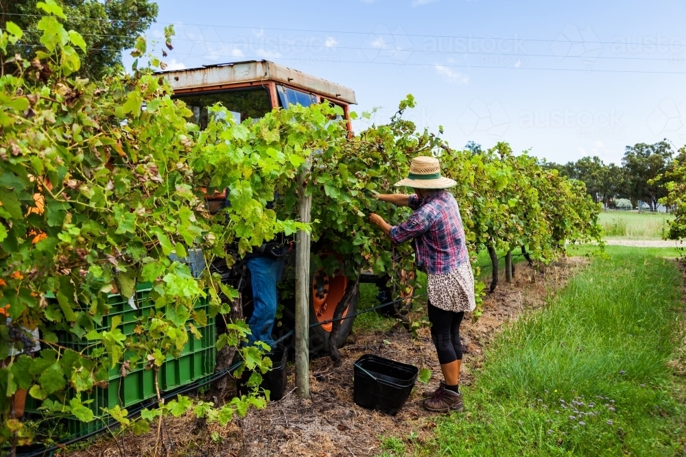 Summer in an Australian vineyard - grape picking - Australian Stock Image