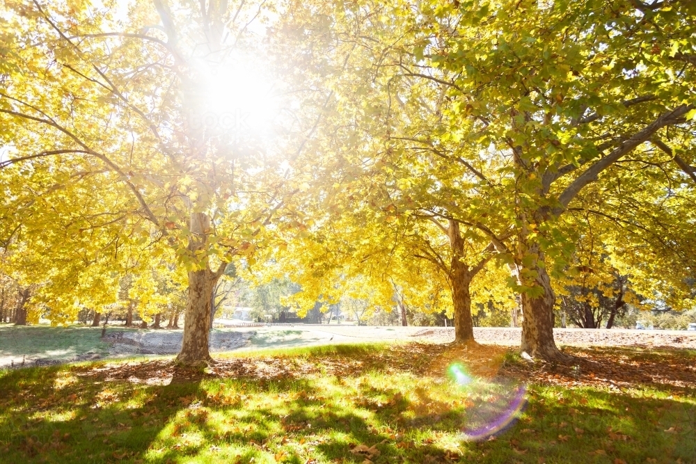 Sun flare through backlit golden yellow autumn trees - Australian Stock Image