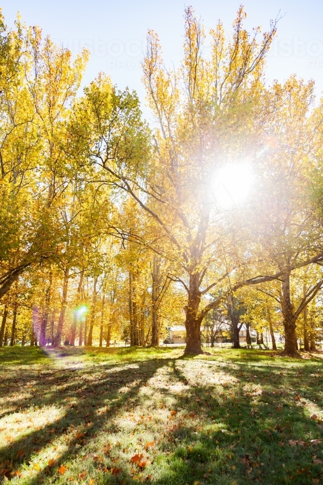 Sun flare through backlit golden yellow autumn trees - Australian Stock Image